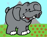 Elefante 6