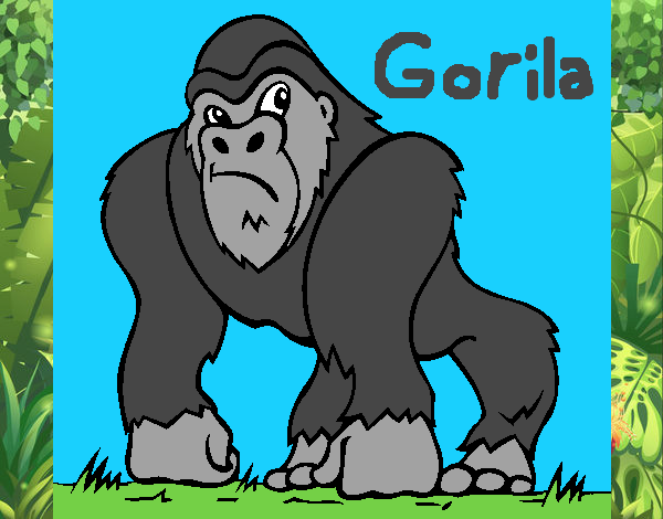 Gorila 1