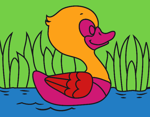 Patito de río