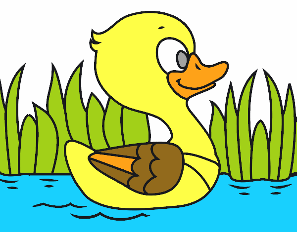 Patito de río