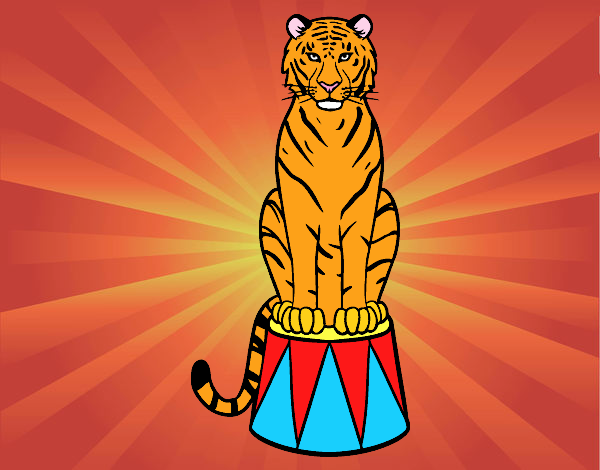 Tigre de circo