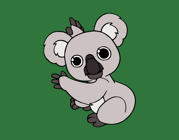 Un Koala