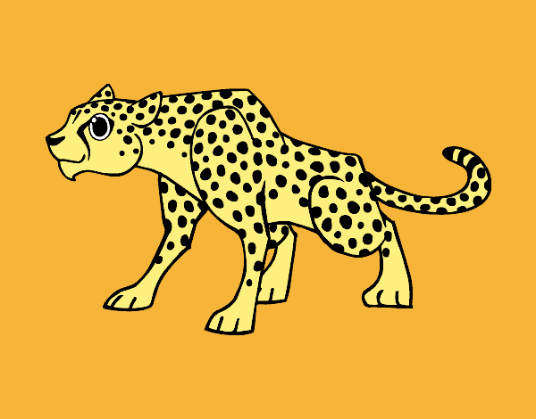 Un leopardo