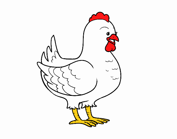 Gallina de una granja