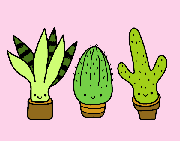 Mini cactus