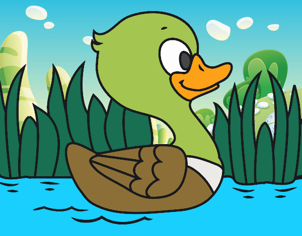 Patito de río