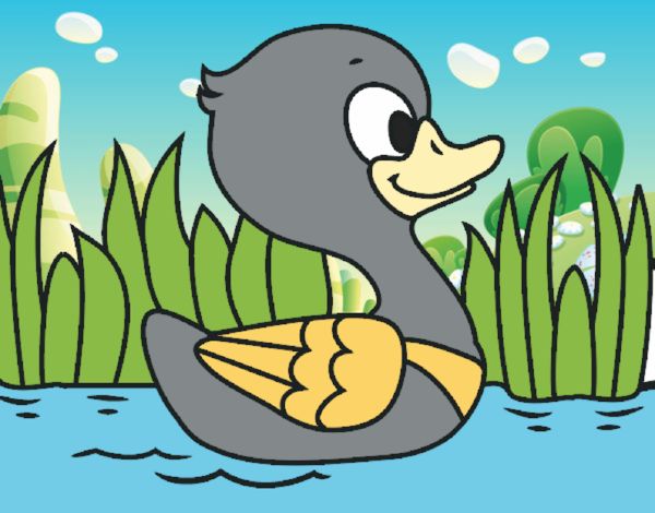 Patito de río