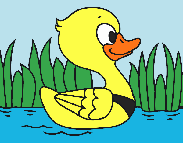 Patito de río