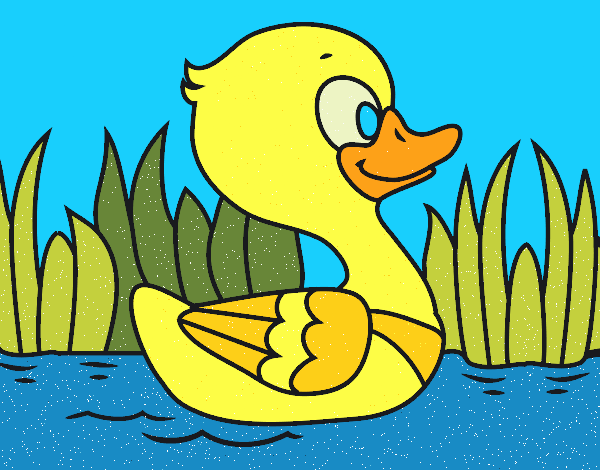 Patito de río