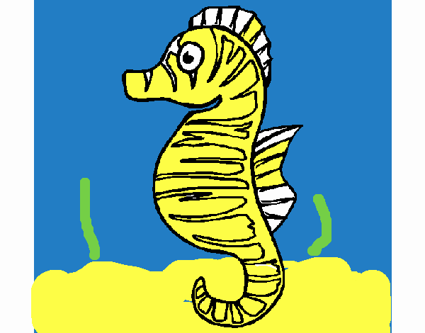 Caballito de mar