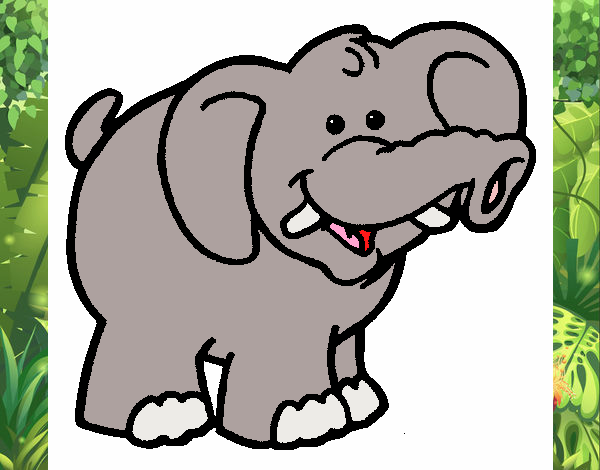 Elefante 6