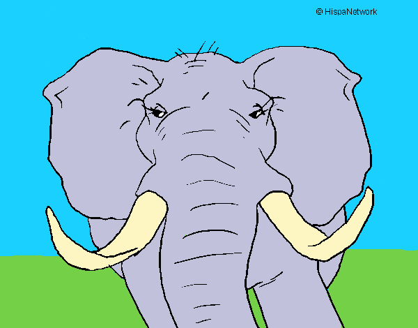 Elefante africano