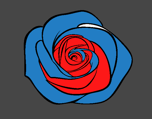 Flor de rosa