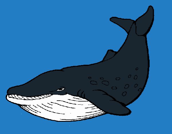 Orca