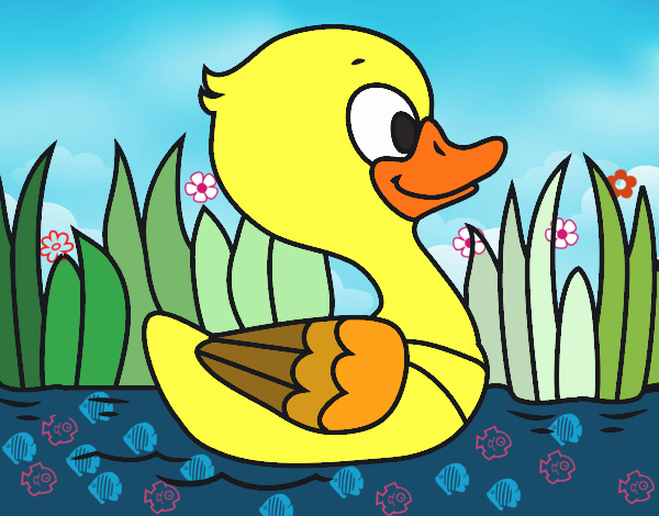 Patito de río