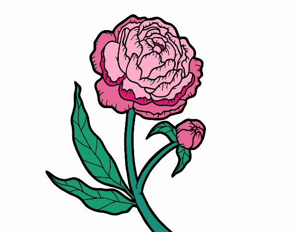 Peonia