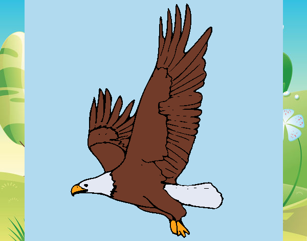 Águila volando