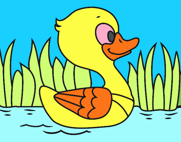 Patito de río