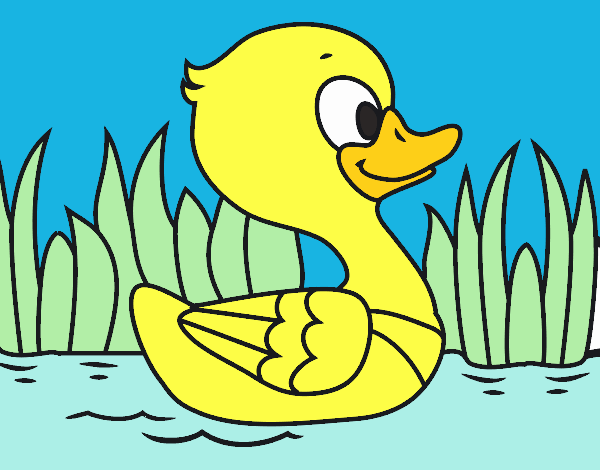 Patito de río