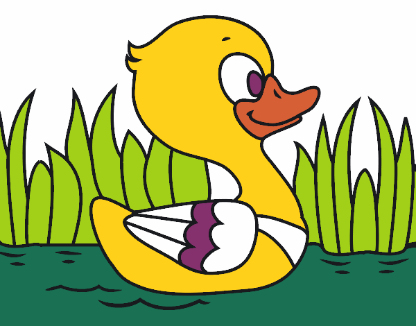 Patito de río