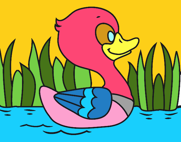 Patito de río