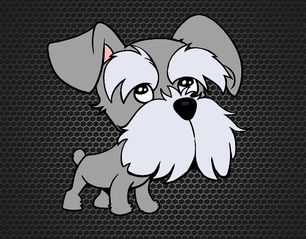 Schnauzer