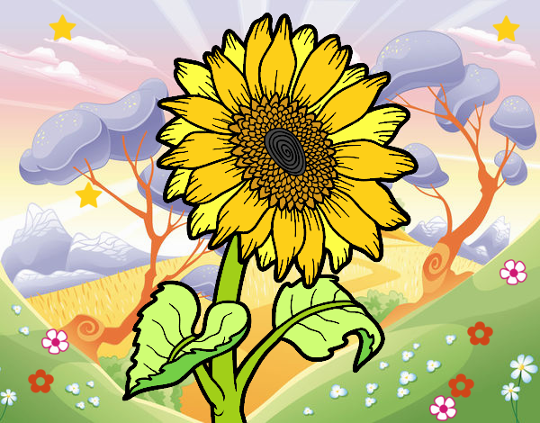 Flor de girasol