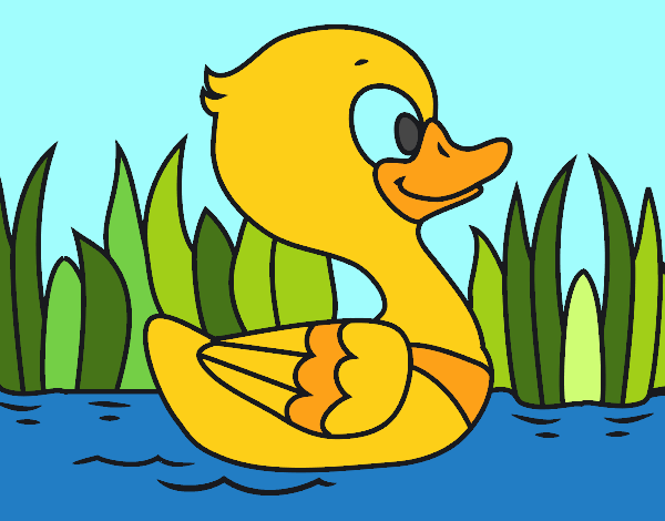 Patito de río