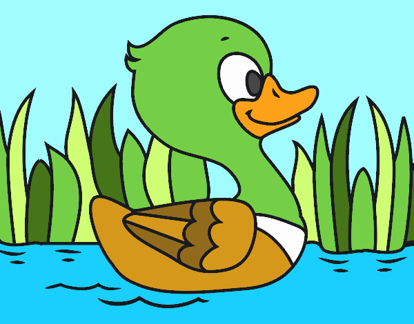 Patito de río