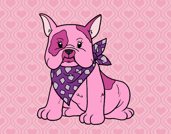 Bulldog frances rosado con bandana purpura