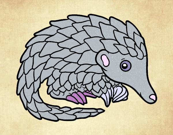 Pangolin