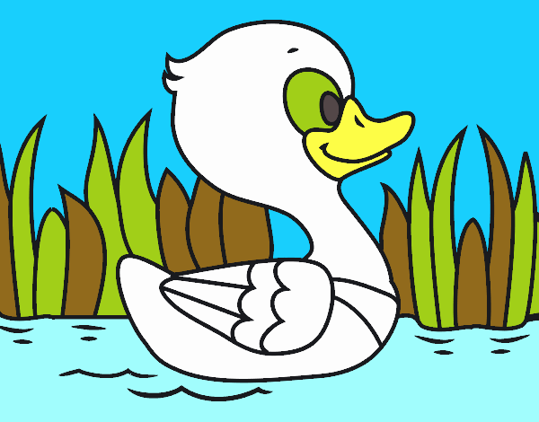 Patito de río