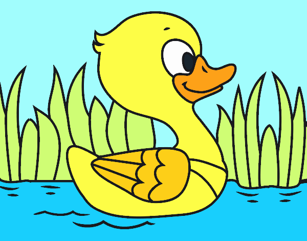 Patito de río