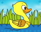 Patito de río