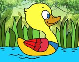 Patito de río