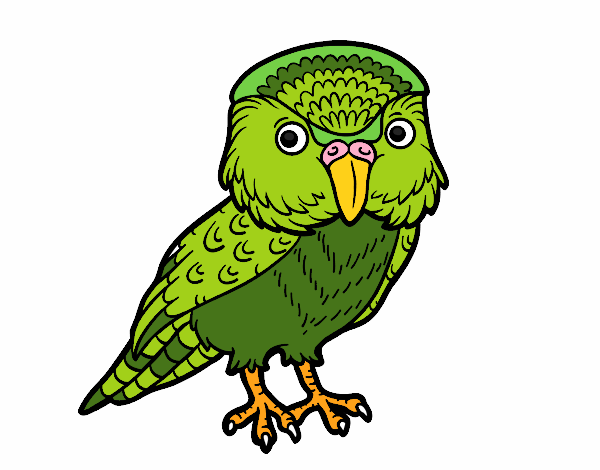 Kakapo