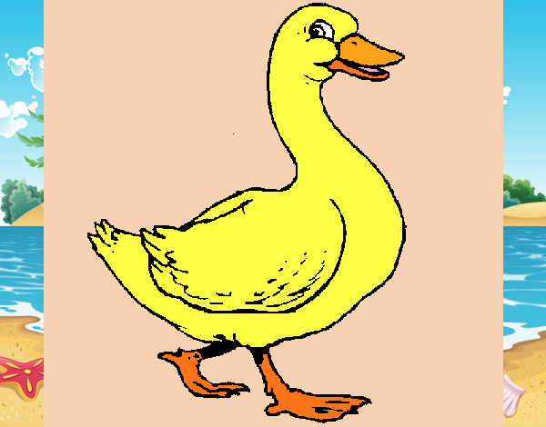 Pato