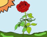 Una rosa