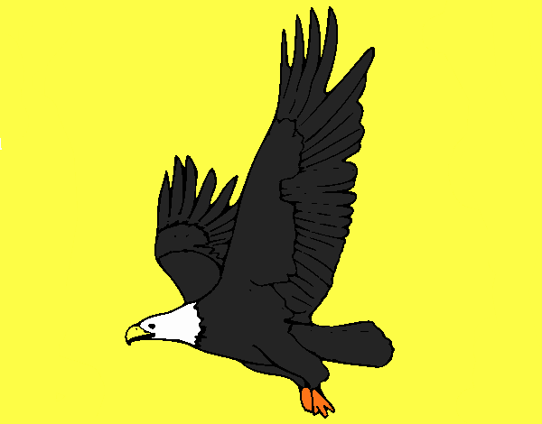 Águila volando