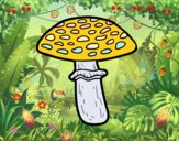 Amanita muscaria