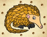 Pangolin