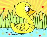 Patito de río