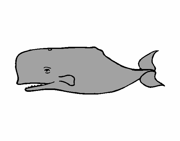 whale