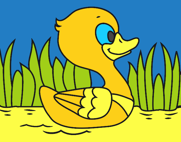 Patito de río