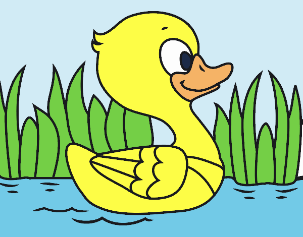 Patito de río