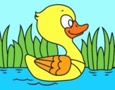 Patito de río