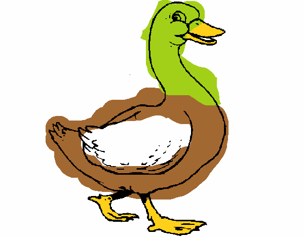 Pato