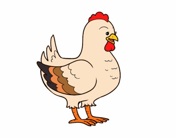 Gallina de una granja