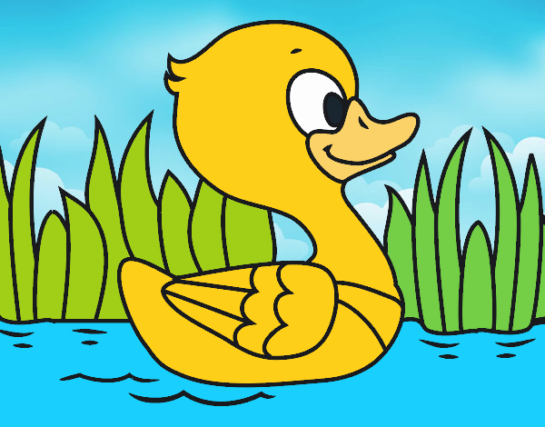 Patito de río