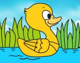 Patito de río